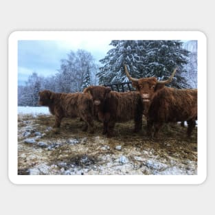 Scottish Highland Cattle Cow and Calves 1879 Sticker